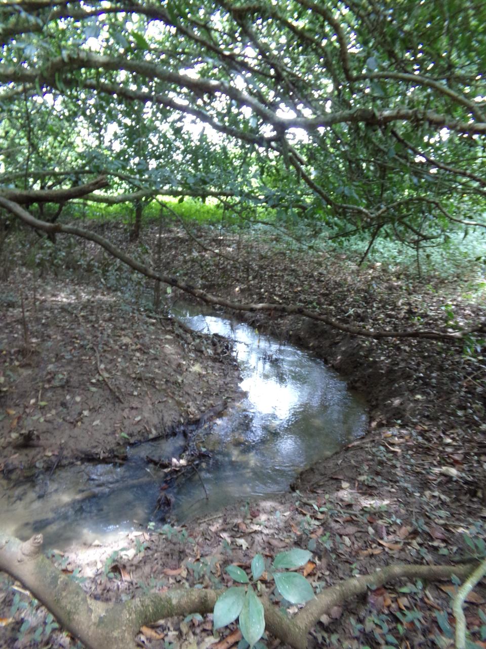 Twentieth image of Lot 139-unity Bunkers Hill in Bunkers Hill, Trelawny, Jamaica - property is For Sale