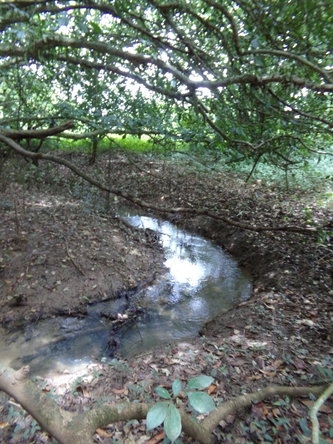 Twentieth image of Lot 139-unity Bunkers Hill in Bunkers Hill, Trelawny, Jamaica - property is For Sale
