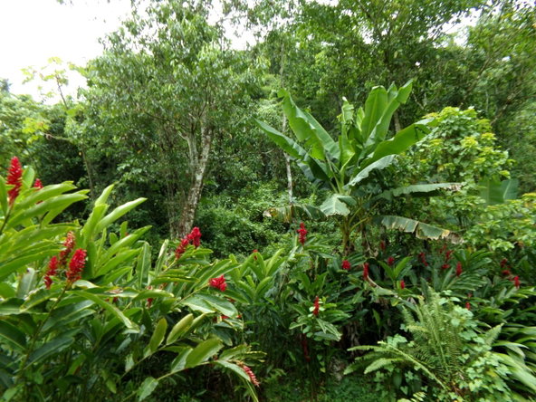 Third image of Lot 139-unity Bunkers Hill in Bunkers Hill, Trelawny, Jamaica - property is For Sale