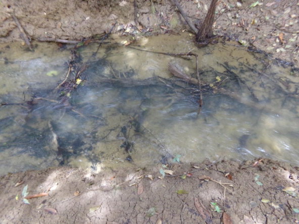 Twenty-Second image of Lot 139-unity Bunkers Hill in Bunkers Hill, Trelawny, Jamaica - property is For Sale
