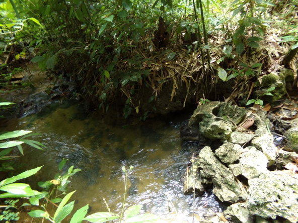 Twenty-Seventh image of Lot 139-unity Bunkers Hill in Bunkers Hill, Trelawny, Jamaica - property is For Sale