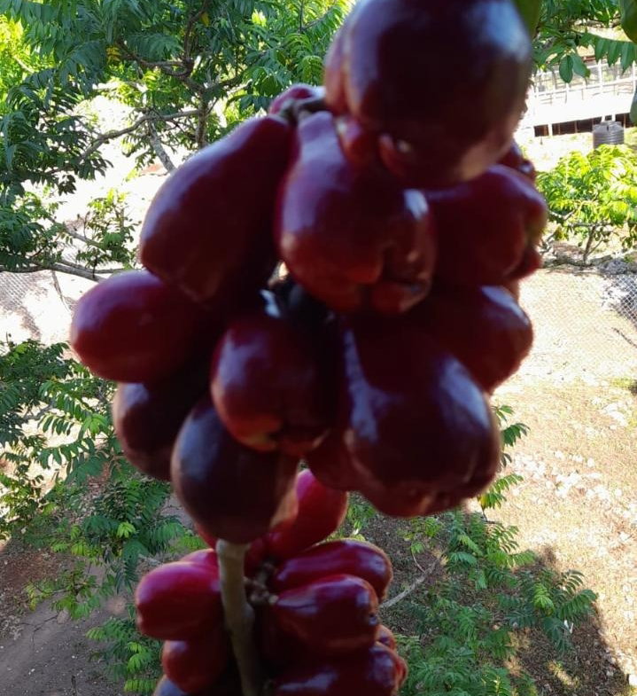 Eleventh image of Knapdale Manor in Knapdale, St. Ann, Jamaica - property is For Sale