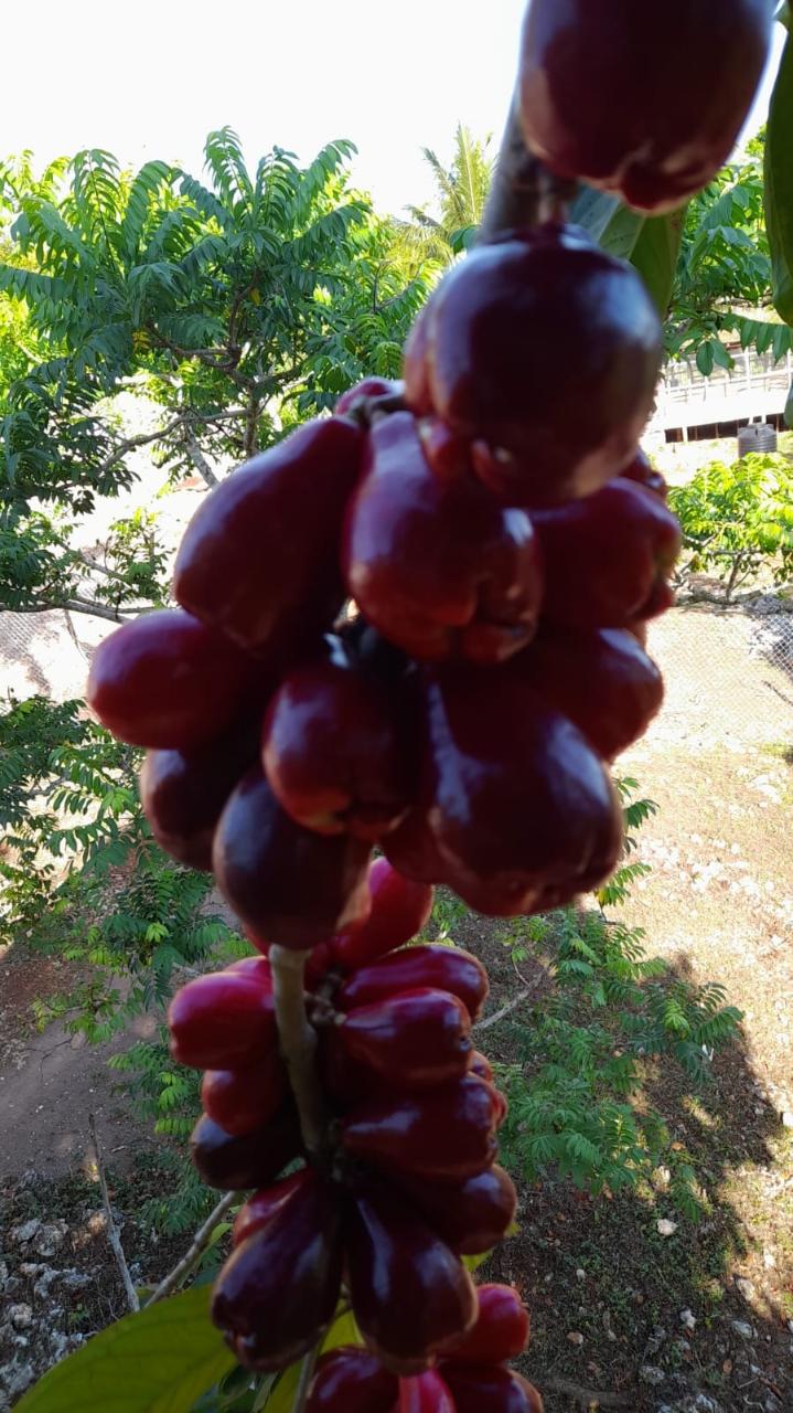 Eleventh image of Knapdale Manor in Knapdale, St. Ann, Jamaica - property is For Sale