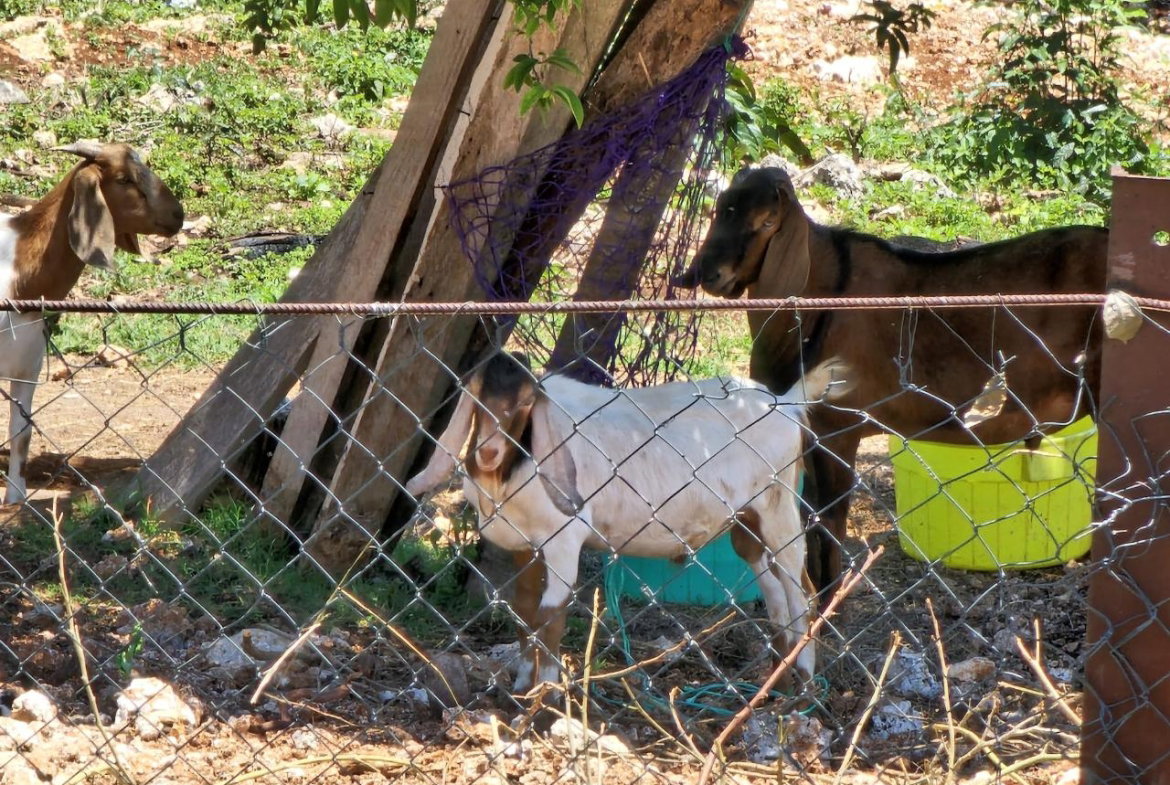 Twenty-Ninth image of Knapdale Manor in Knapdale, St. Ann, Jamaica - property is For Sale