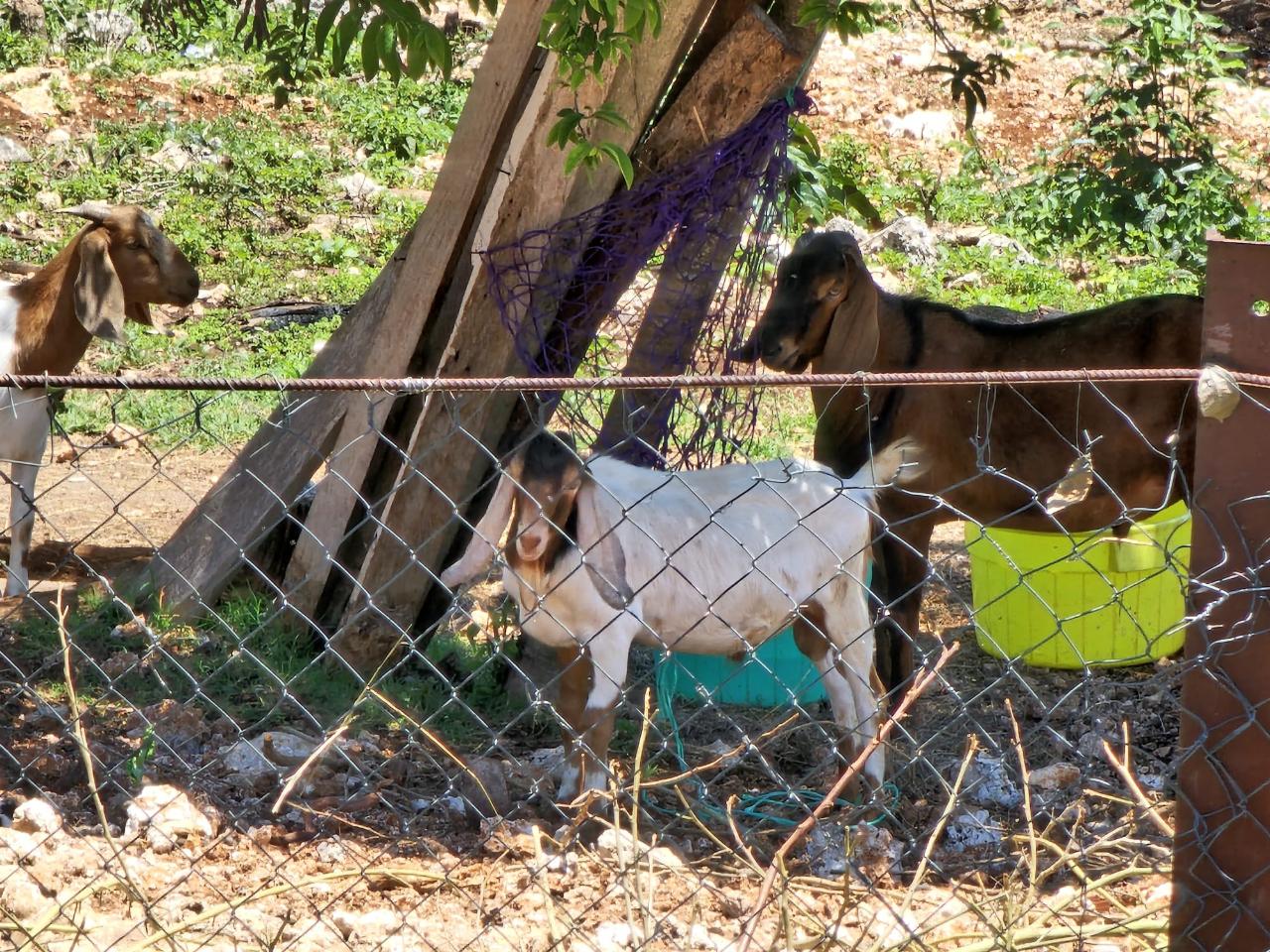 Twenty-Ninth image of Knapdale Manor in Knapdale, St. Ann, Jamaica - property is For Sale