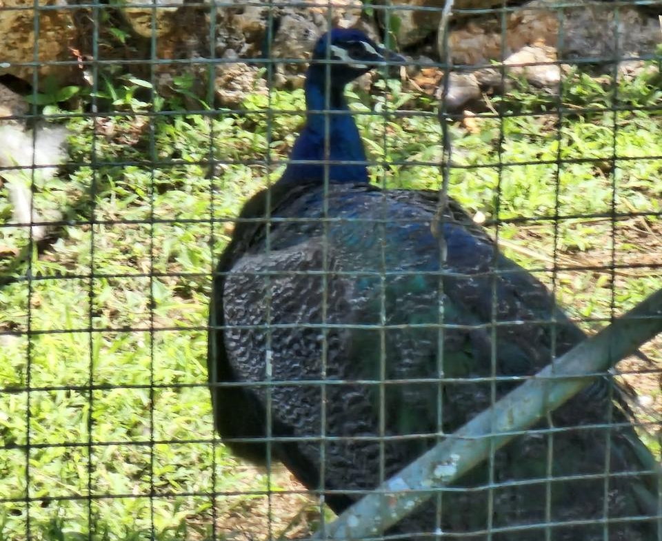 Thirtieth image of Knapdale Manor in Knapdale, St. Ann, Jamaica - property is For Sale