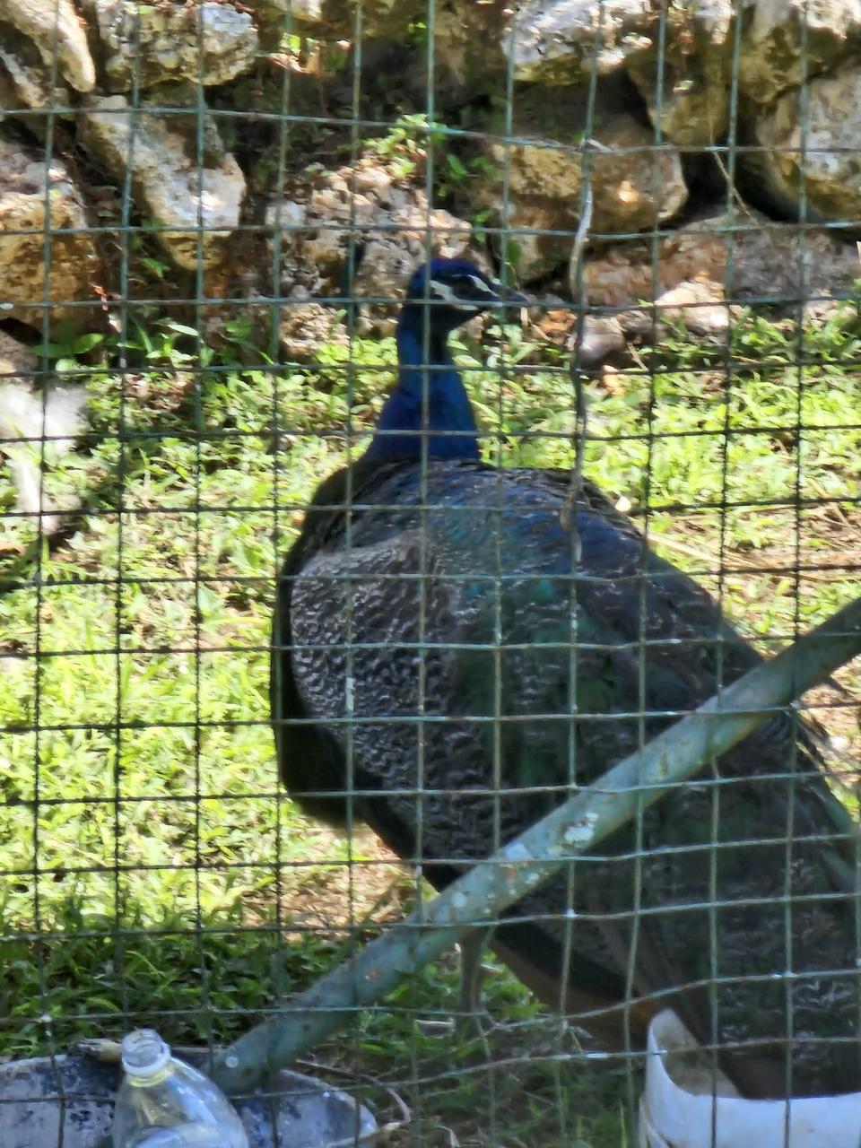 Thirtieth image of Knapdale Manor in Knapdale, St. Ann, Jamaica - property is For Sale