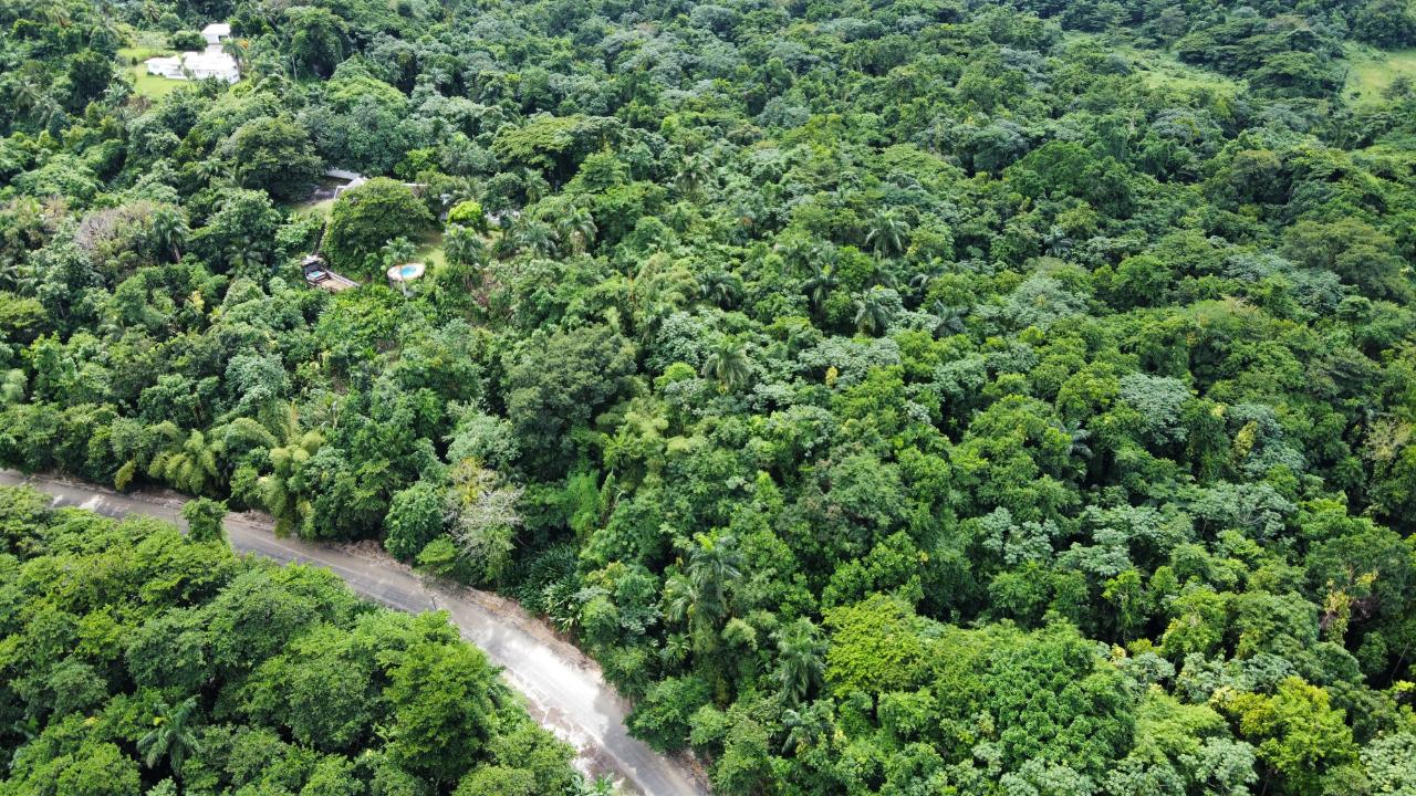 Stunning-2.1-Acre-Residential-Lot-for-Sale-in-Portland-Jamaica Second image of Lot 8 San San in Port Antonio, Portland, Jamaica - property is For Sale