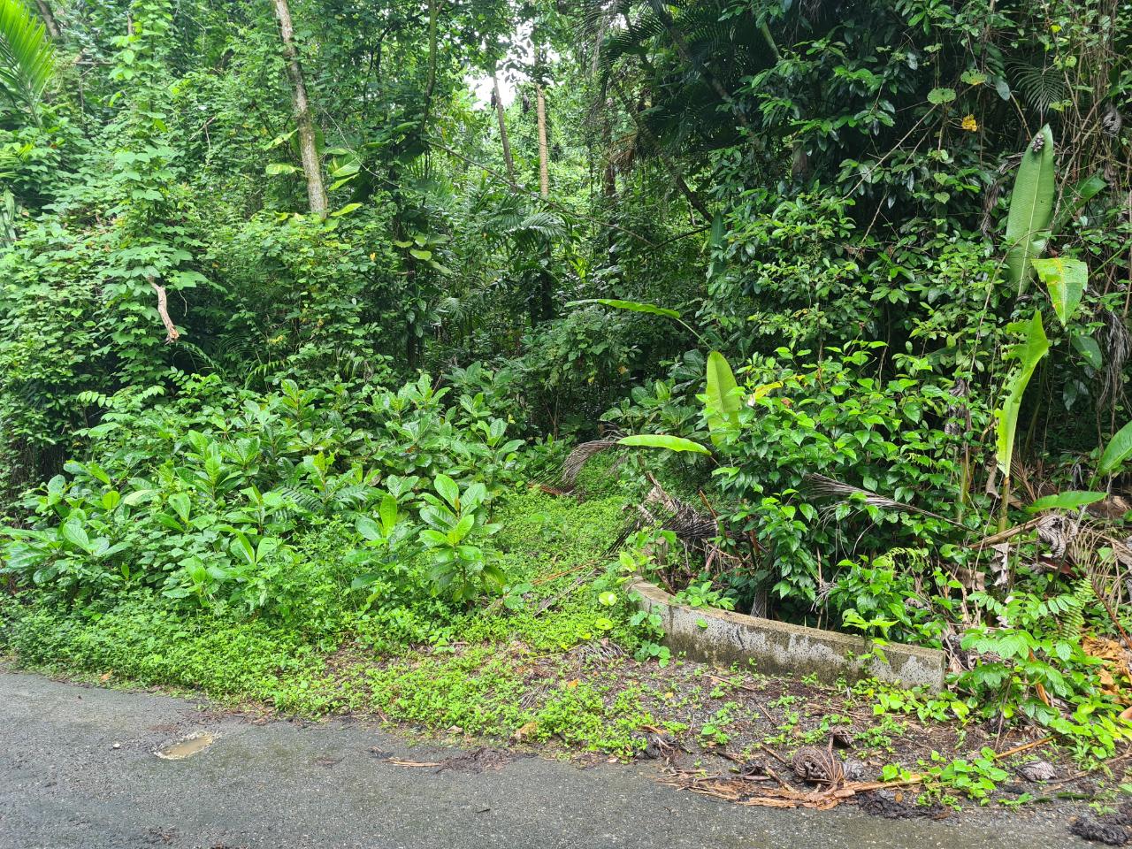 Stunning-2.1-Acre-Residential-Lot-for-Sale-in-Portland-Jamaica Fourth image of Lot 8 San San in Port Antonio, Portland, Jamaica - property is For Sale