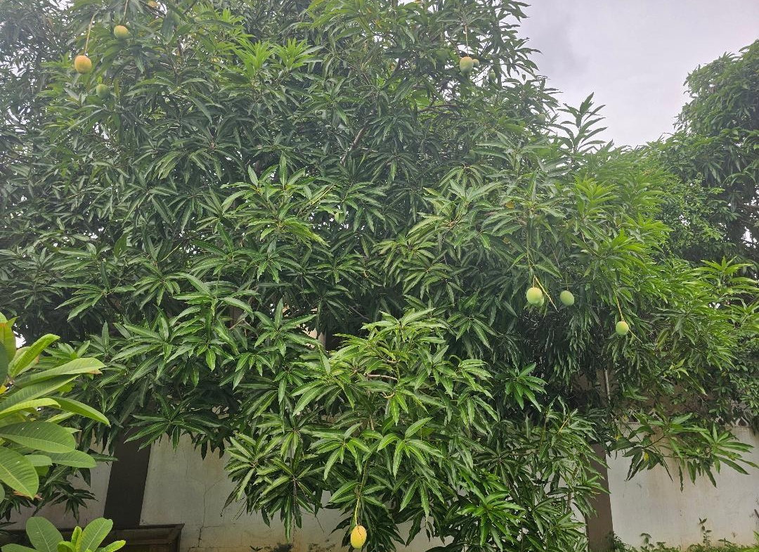 Twelfth image of 450 Stonebrook Vista, Trelawn in Falmouth, Trelawny, Jamaica - property is For Sale