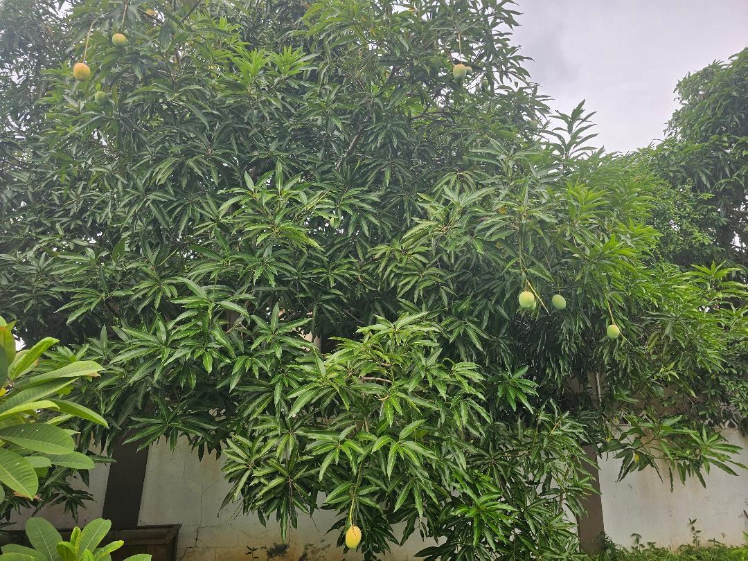 Twelfth image of 450 Stonebrook Vista, Trelawn in Falmouth, Trelawny, Jamaica - property is For Sale