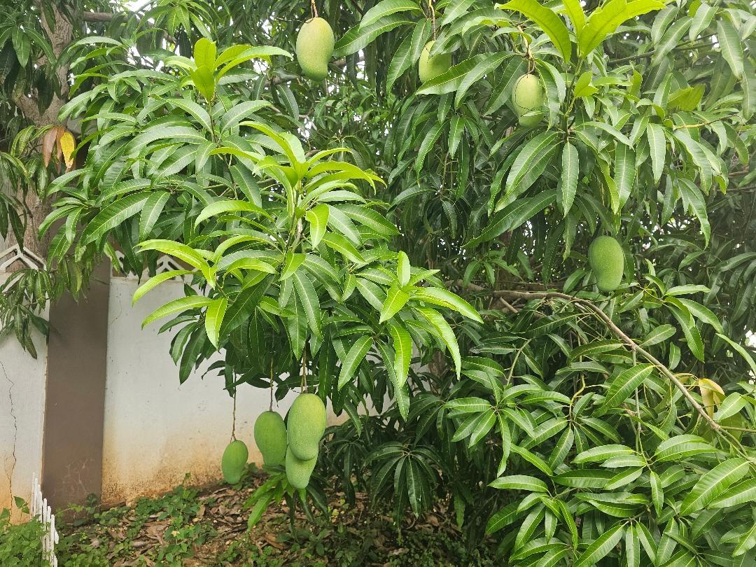 Ninth image of 450 Stonebrook Vista, Trelawn in Falmouth, Trelawny, Jamaica - property is For Sale