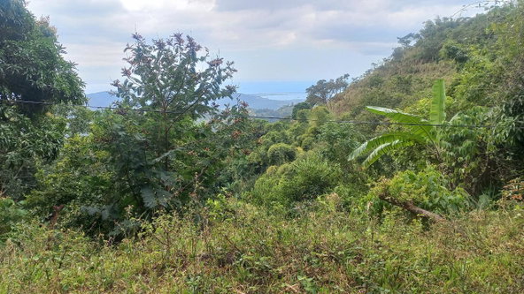 Seventh image of 119 Peter's Rock in Jacks Hill, St. Andrew, Jamaica - property is For Sale