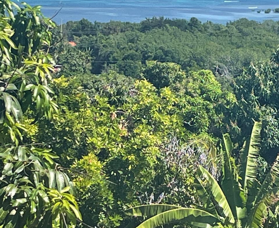 Thirteenth image of 1484 Barrett Hall in Montego Bay, St. James, Jamaica - property is For Sale