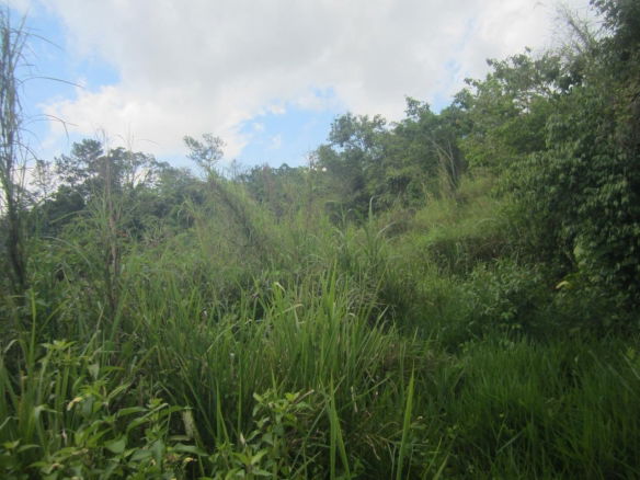 First image of 59 Coopers Hill in Red Hills, St. Andrew, Jamaica - property is For Sale