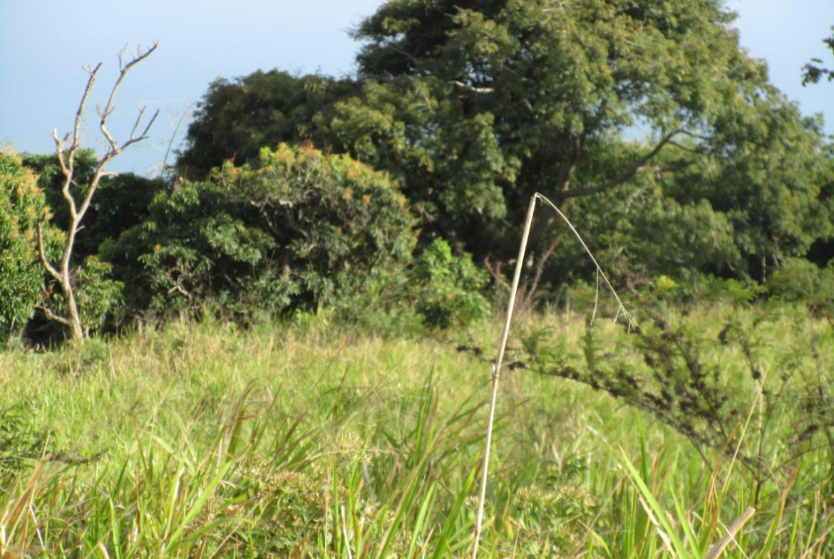 Second image of Eddesfield Mango Valley in Boscobel, St. Mary, Jamaica - property is For Sale