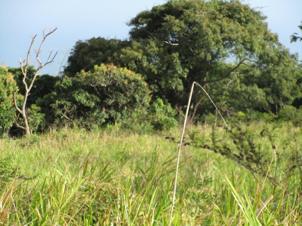 Second image of Eddesfield Mango Valley in Boscobel, St. Mary, Jamaica - property is For Sale