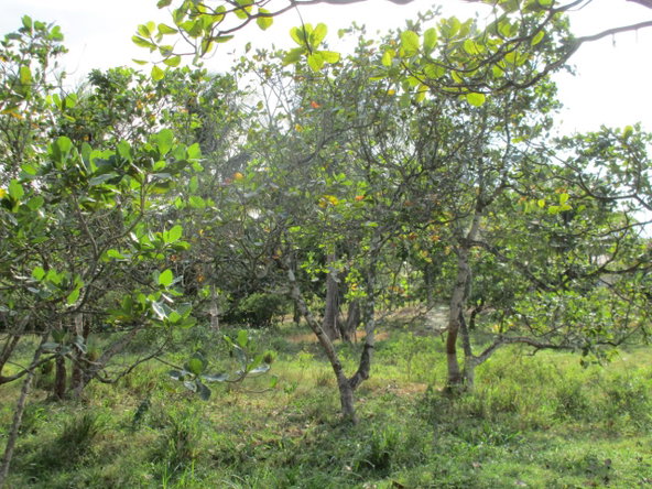 Third image of Eddesfield Mango Valley in Boscobel, St. Mary, Jamaica - property is For Sale