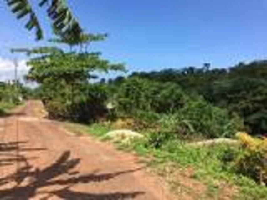 First image of Eddesfield Mango Valley in Boscobel, St. Mary, Jamaica - property is For Sale