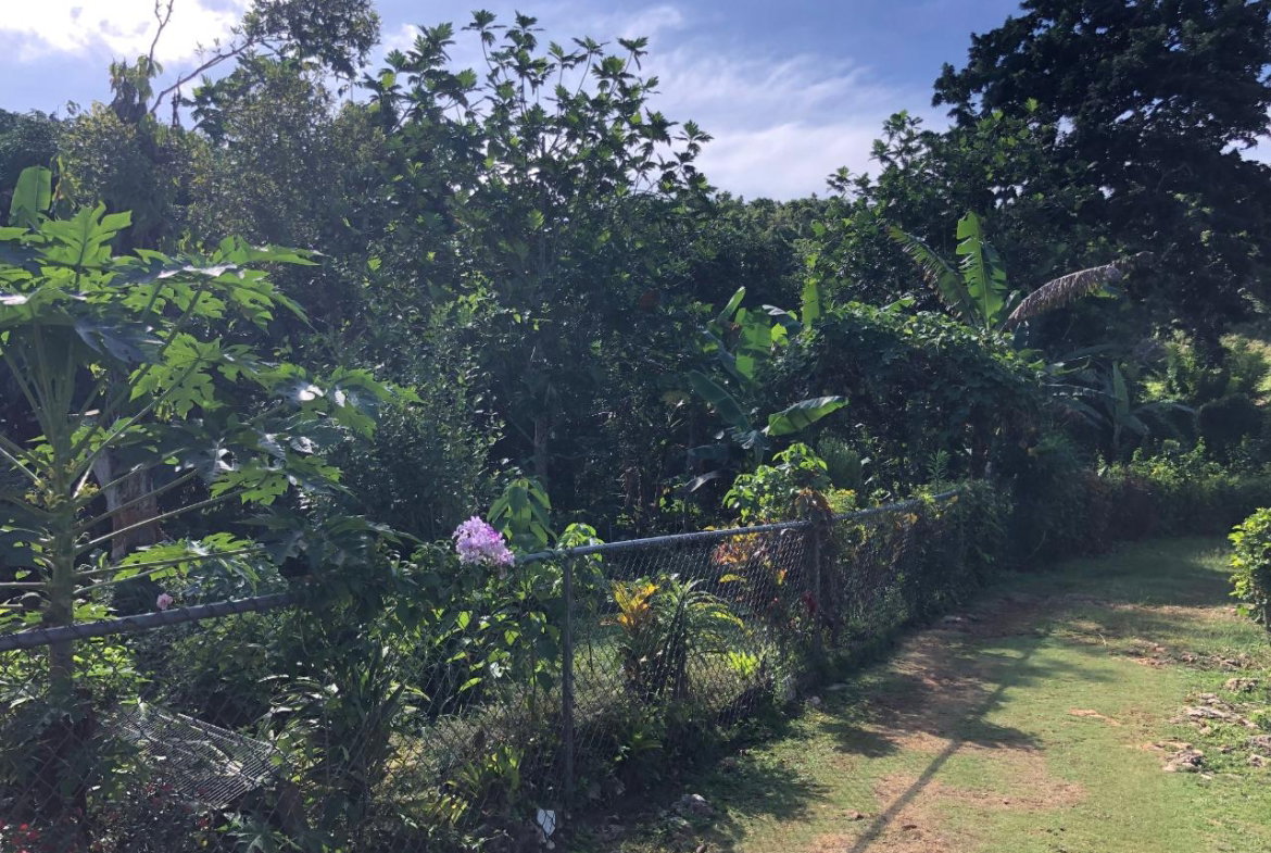 Fifth image of Part of Rosetta in Alexandria, St. Ann, Jamaica - property is For Sale