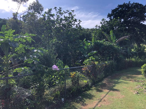 Fifth image of Part of Rosetta in Alexandria, St. Ann, Jamaica - property is For Sale