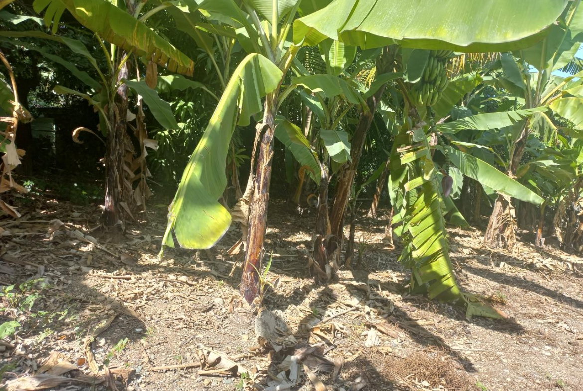 Twenty-First image of Cedar Grove, White Horses in Yallahs, St. Thomas, Jamaica - property is For Sale