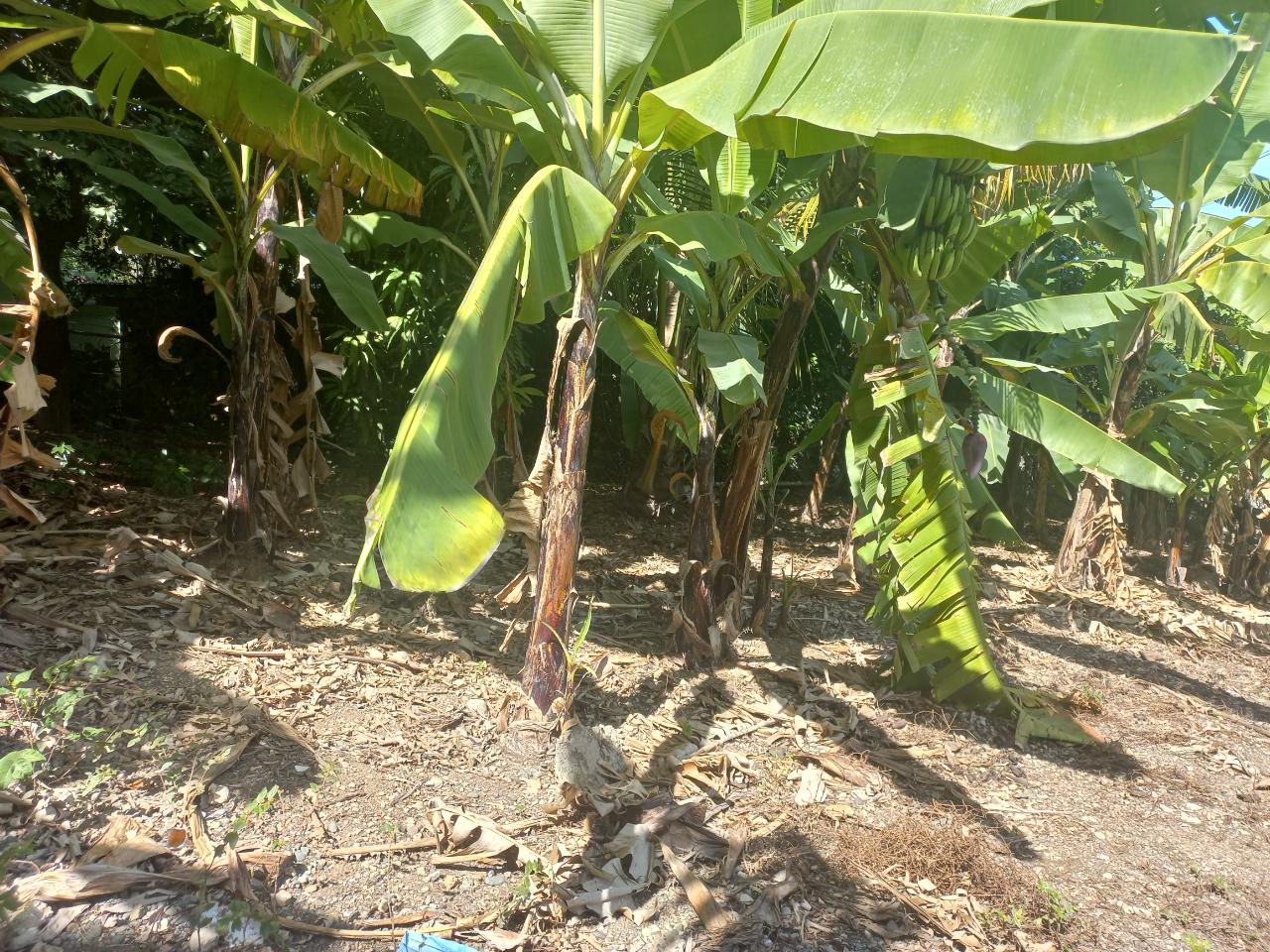 Twenty-First image of Cedar Grove, White Horses in Yallahs, St. Thomas, Jamaica - property is For Sale