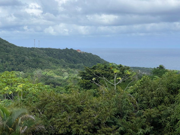 Thirtieth image of Friendship, Fairy Hill in Boston, Portland, Jamaica - property is For Sale