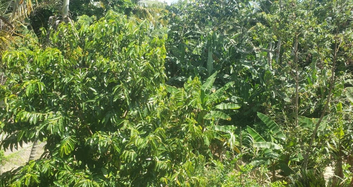 Twelfth image of Main Street Guys Hill in GUYS HILL, St. Catherine, Jamaica - property is For Sale