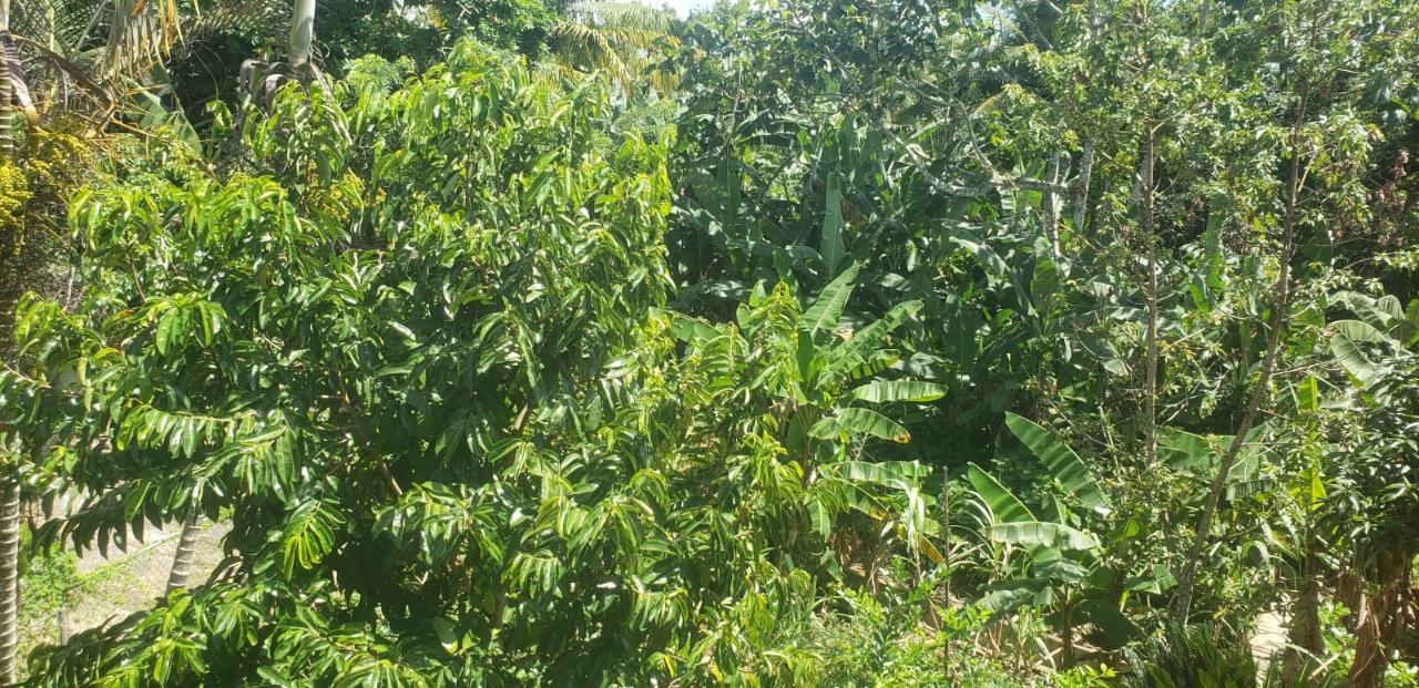 Twelfth image of Main Street Guys Hill in GUYS HILL, St. Catherine, Jamaica - property is For Sale