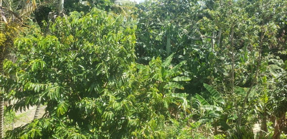 Twelfth image of Main Street Guys Hill in GUYS HILL, St. Catherine, Jamaica - property is For Sale