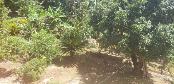 Fourteenth image of Main Street Guys Hill in GUYS HILL, St. Catherine, Jamaica - property is For Sale