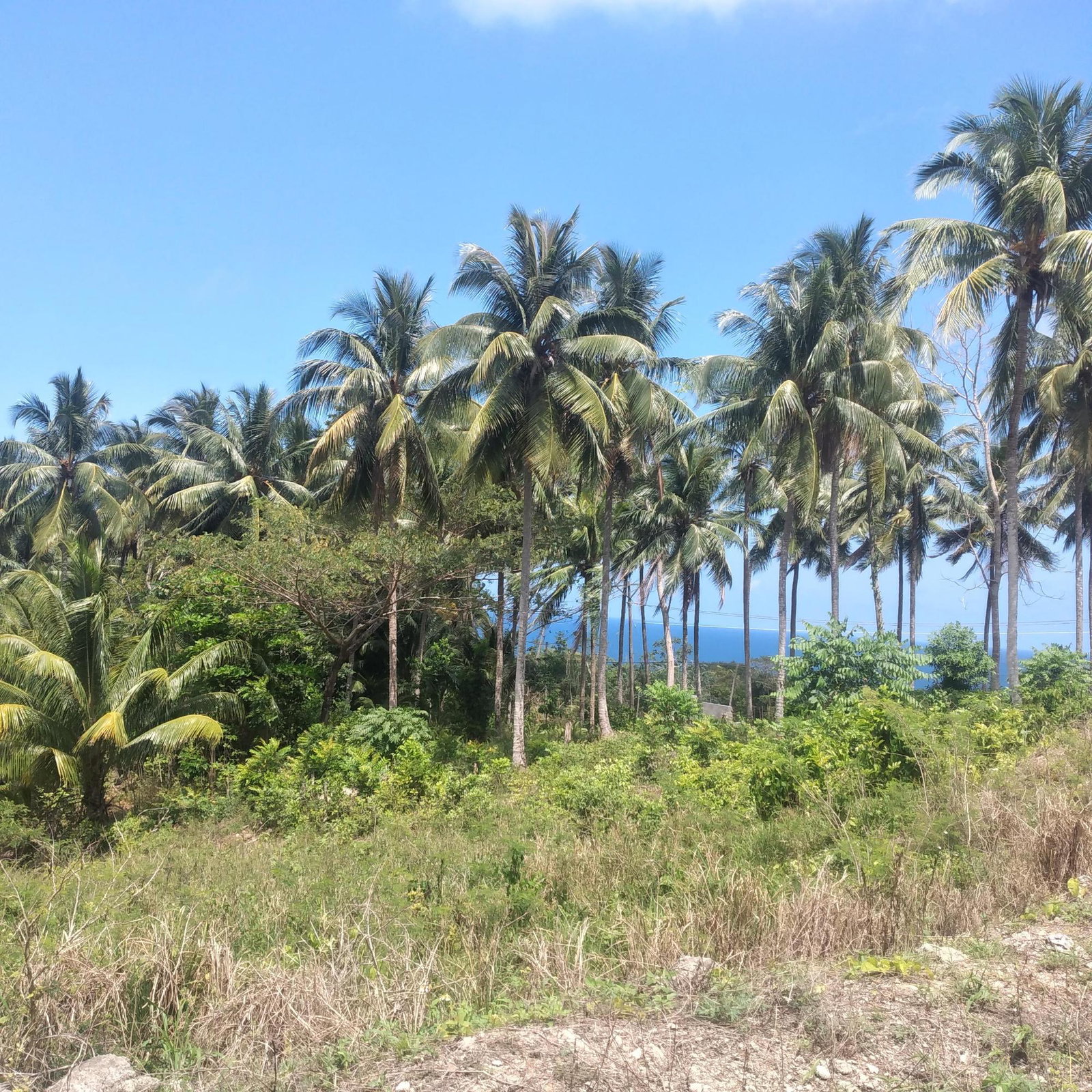 Second image of 25 Spring Valley, Ocean Ridg in Tower Isle, St. Mary, Jamaica - property is For Sale