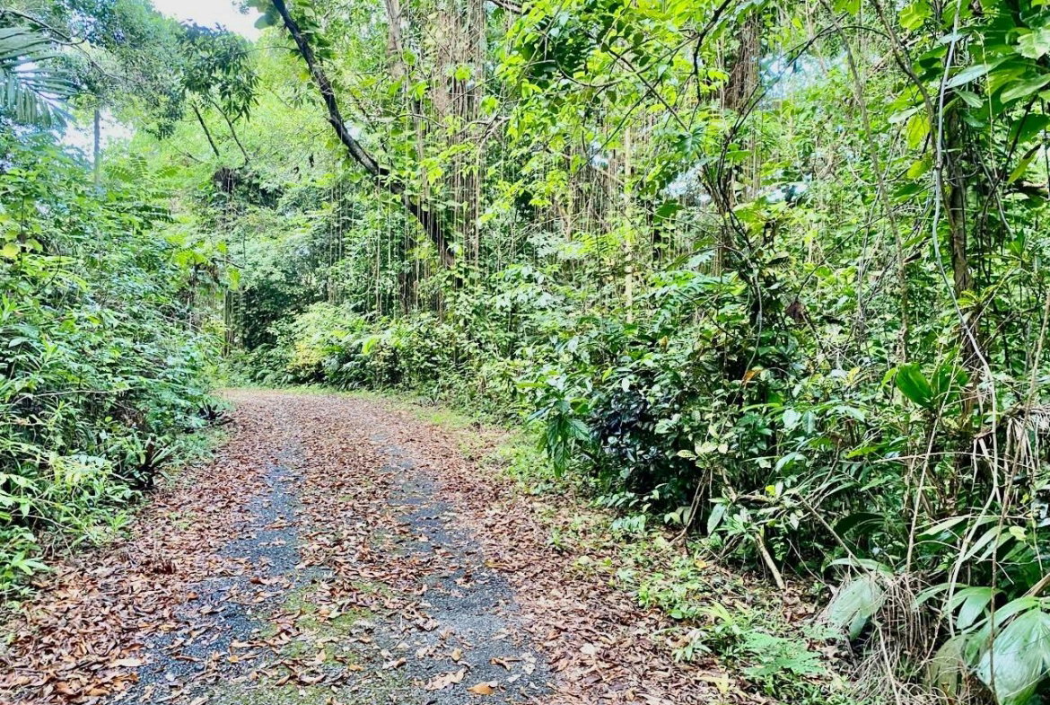 Twelfth image of San San, Portland in Port Antonio, Portland, Jamaica - property is For Sale