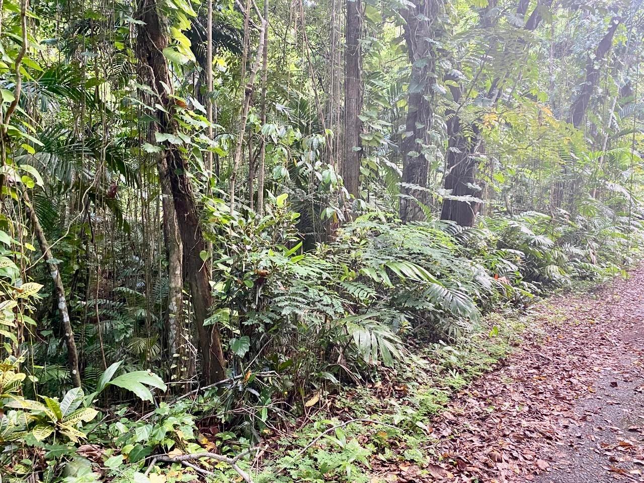 Thirteenth image of San San, Portland in Port Antonio, Portland, Jamaica - property is For Sale