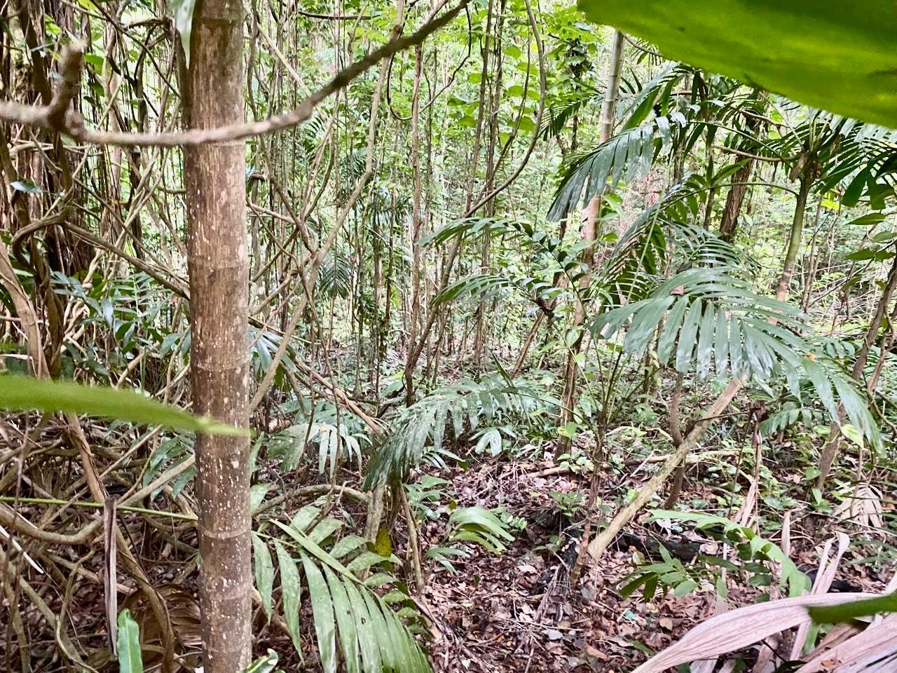 Fifteenth image of San San, Portland in Port Antonio, Portland, Jamaica - property is For Sale