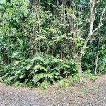 First image of San San, Portland in Port Antonio, Portland, Jamaica - property is For Sale