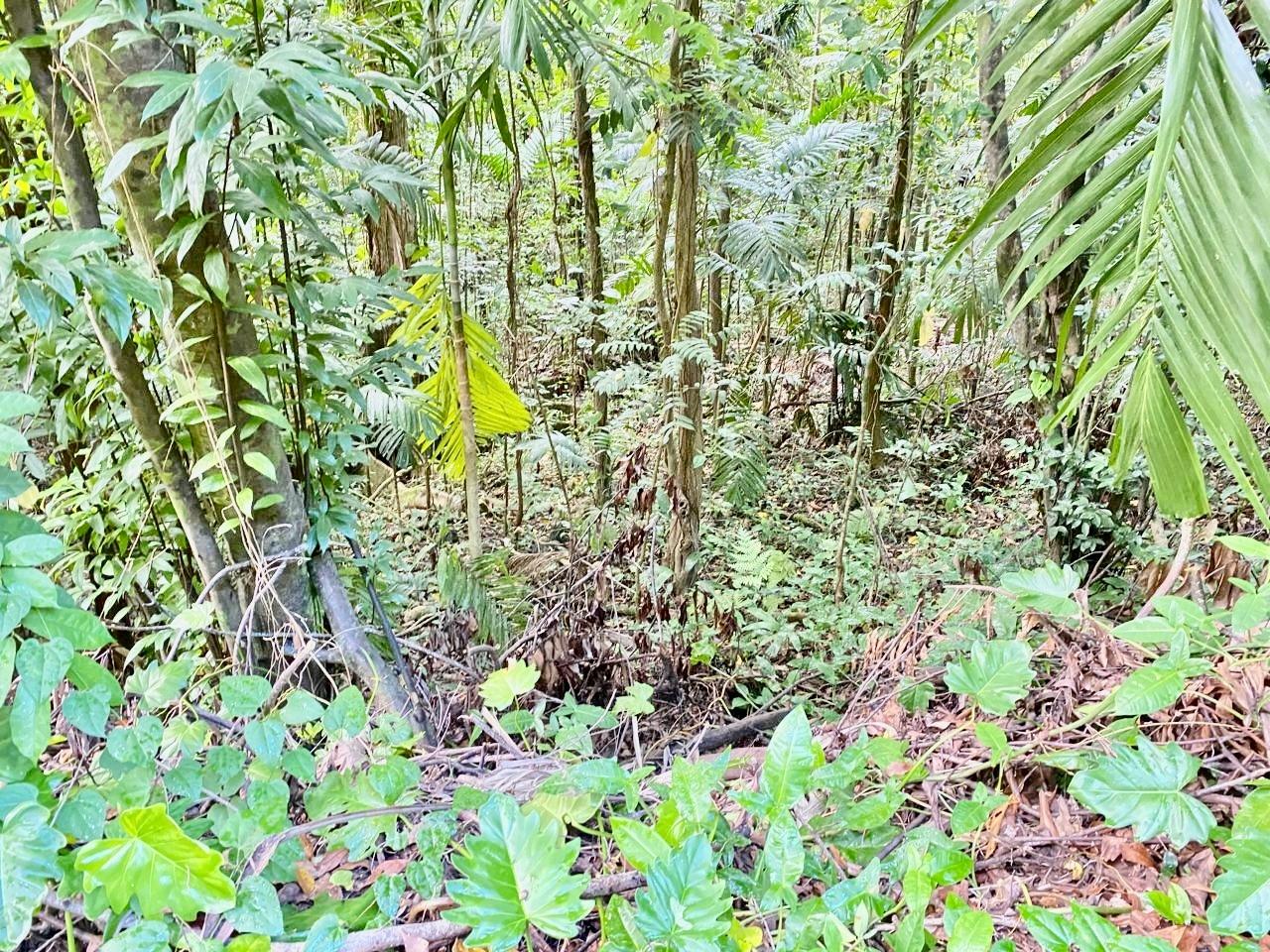 Seventeenth image of San San, Portland in Port Antonio, Portland, Jamaica - property is For Sale