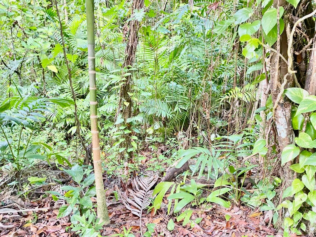 Twentieth image of San San, Portland in Port Antonio, Portland, Jamaica - property is For Sale