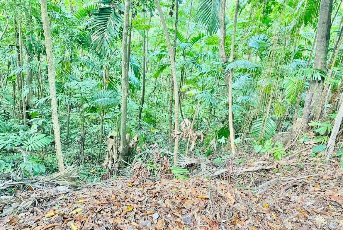 Twenty-Second image of San San, Portland in Port Antonio, Portland, Jamaica - property is For Sale