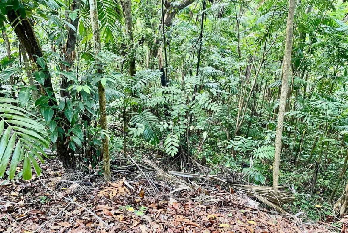 Twenty-Third image of San San, Portland in Port Antonio, Portland, Jamaica - property is For Sale