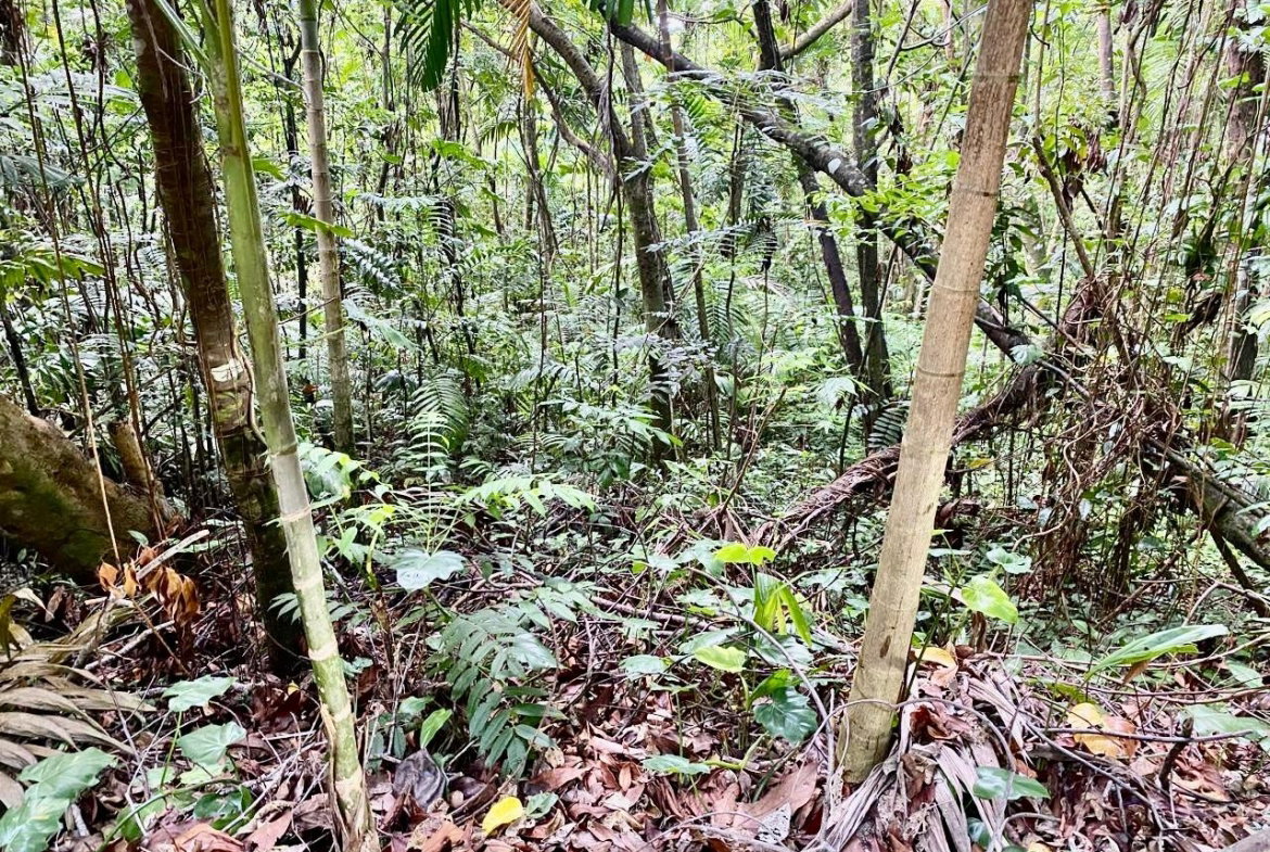Twenty-Fourth image of San San, Portland in Port Antonio, Portland, Jamaica - property is For Sale