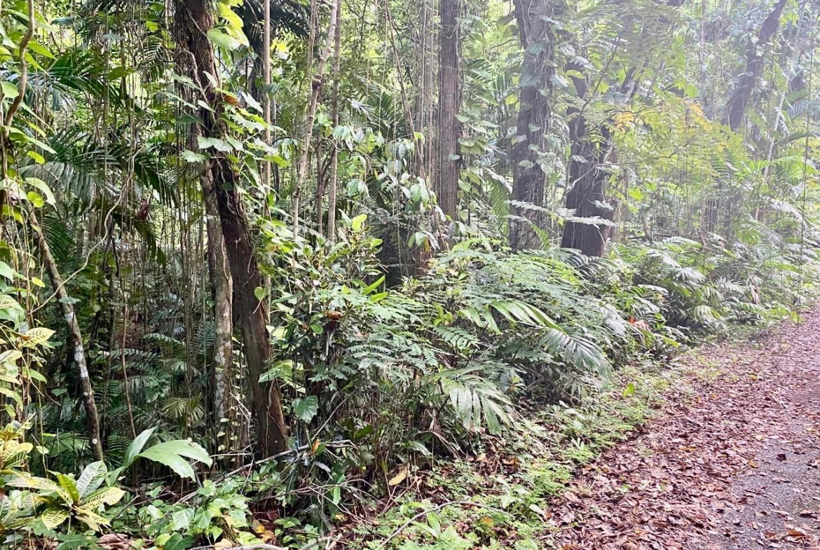 Ninth image of San San, Portland in Port Antonio, Portland, Jamaica - property is For Sale
