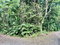 First image of San San, Portland in Port Antonio, Portland, Jamaica - property is For Sale