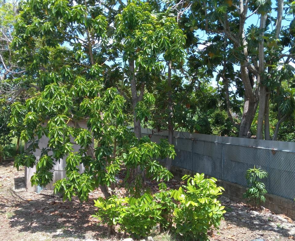 Twenty-Third image of 334 Walter Cheddesingh in Llandilo, Westmoreland, Jamaica - property is For Sale
