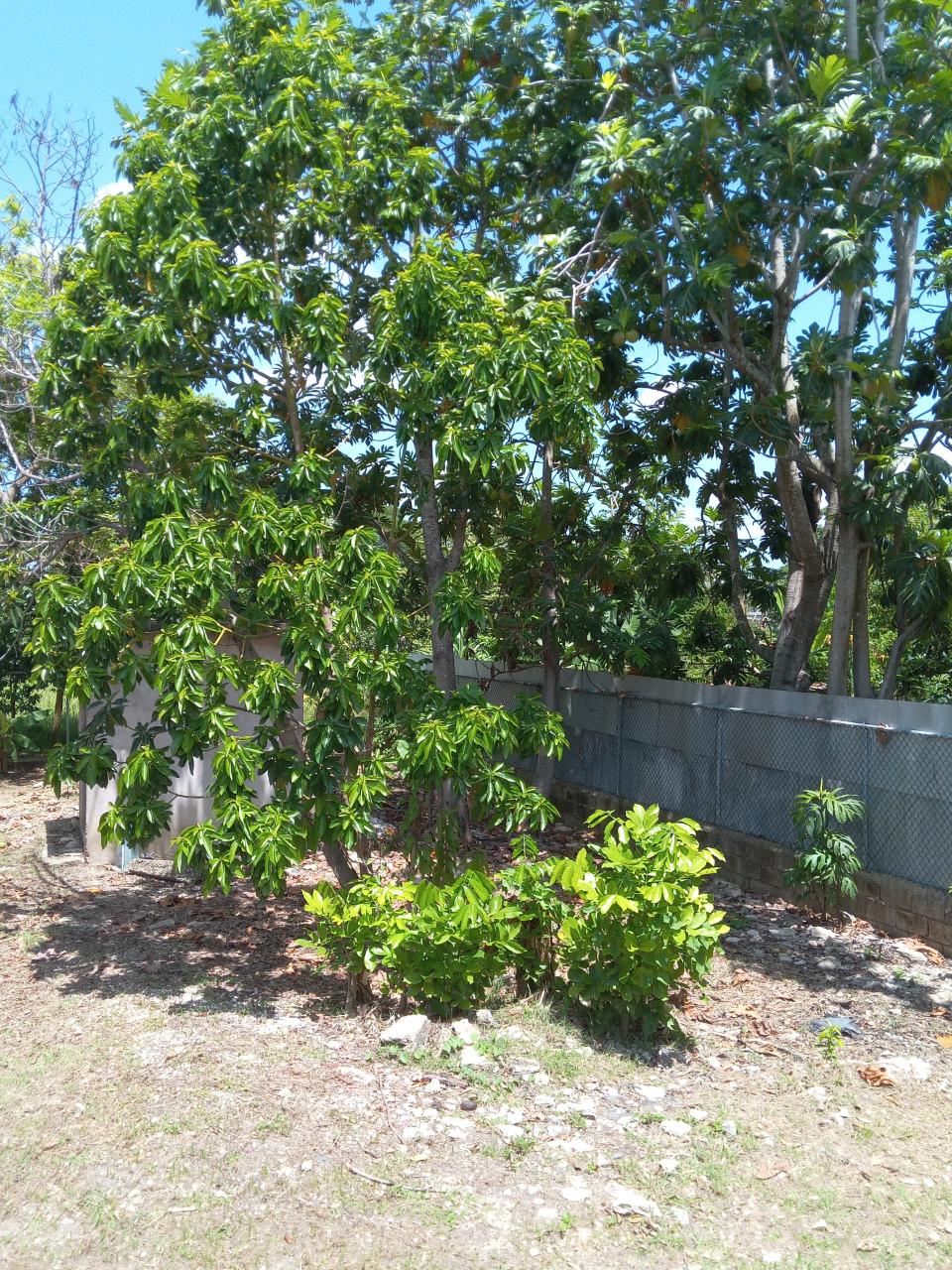 Twenty-Third image of 334 Walter Cheddesingh in Llandilo, Westmoreland, Jamaica - property is For Sale