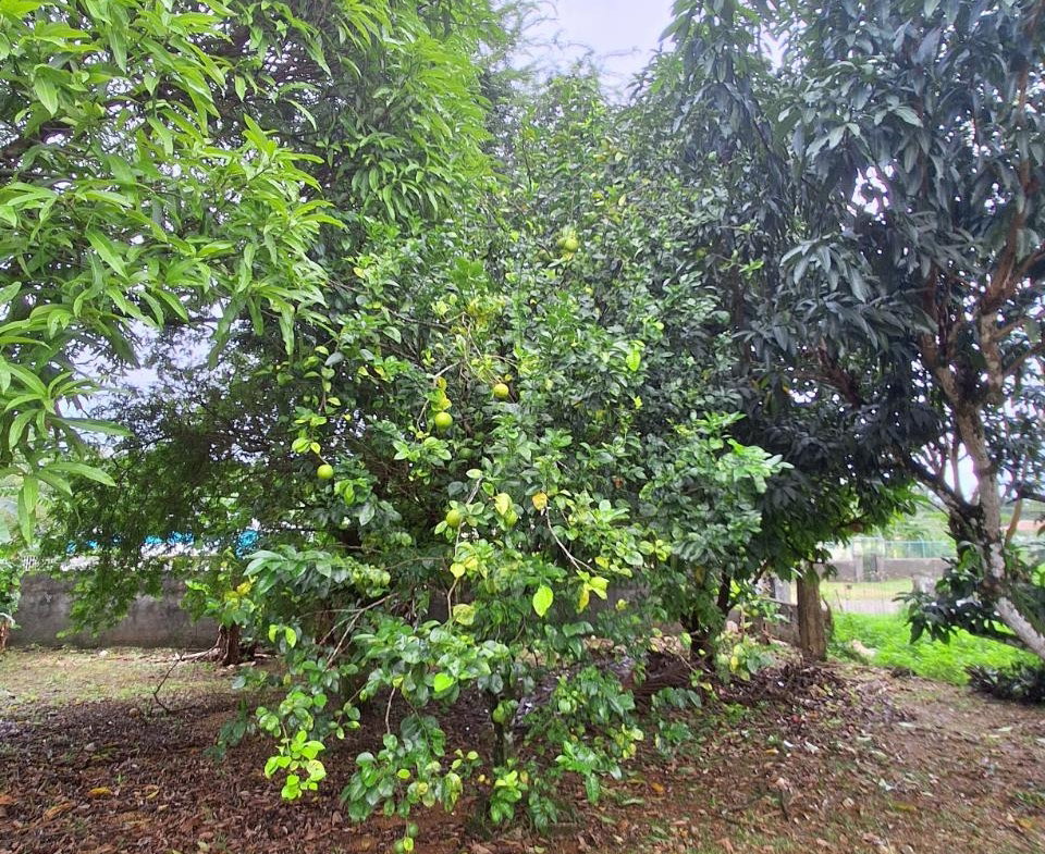 Ninth image of 9 Dolphin Bay in Port Antonio, Portland, Jamaica - property is For Sale