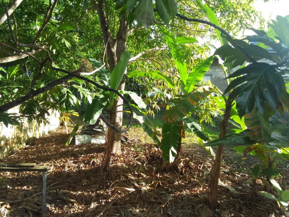 Fifth image of Lot 10 Fair Prospect Heights in Fair Prospect, Portland, Jamaica - property is For Sale