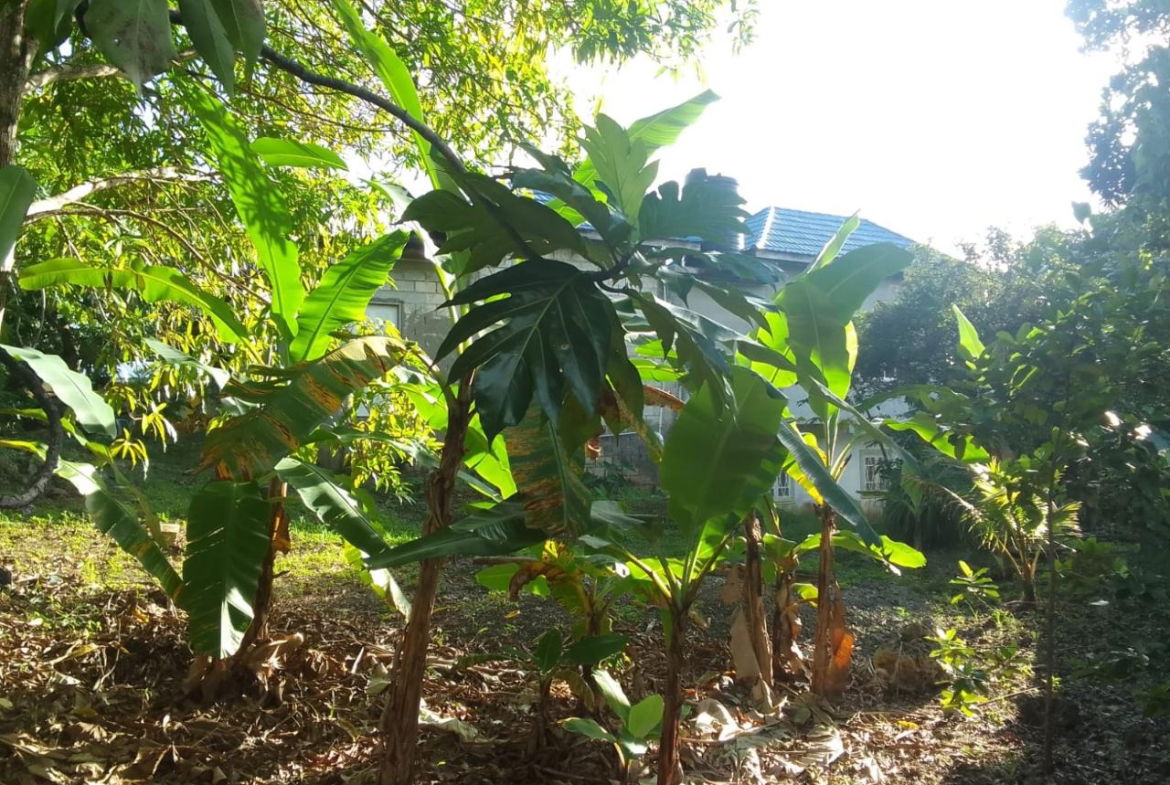 Sixth image of Lot 10 Fair Prospect Heights in Fair Prospect, Portland, Jamaica - property is For Sale