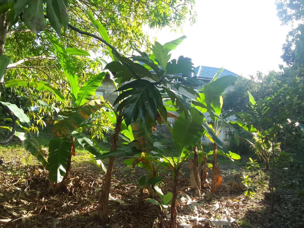 Stunning-5-Bedroom-Home-for-Sale-in-Fair-Prospect-Portland Sixth image of Lot 10 Fair Prospect Heights in Fair Prospect, Portland, Jamaica - property is For Sale